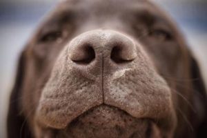 dog-nose