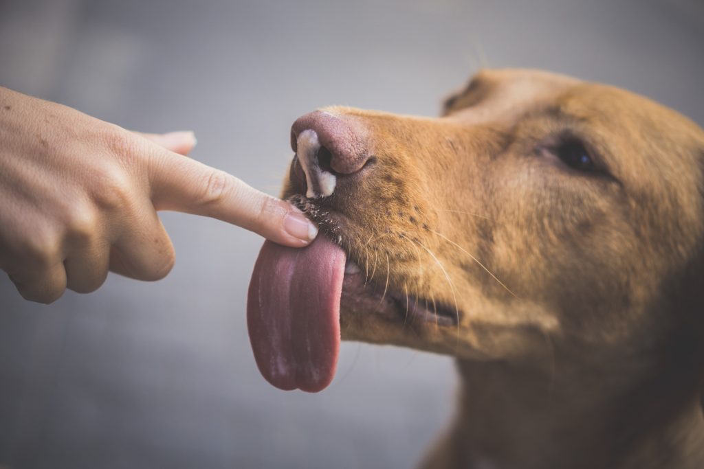 The Science of Dog Licking: Strengthening the Human-Dog Bond