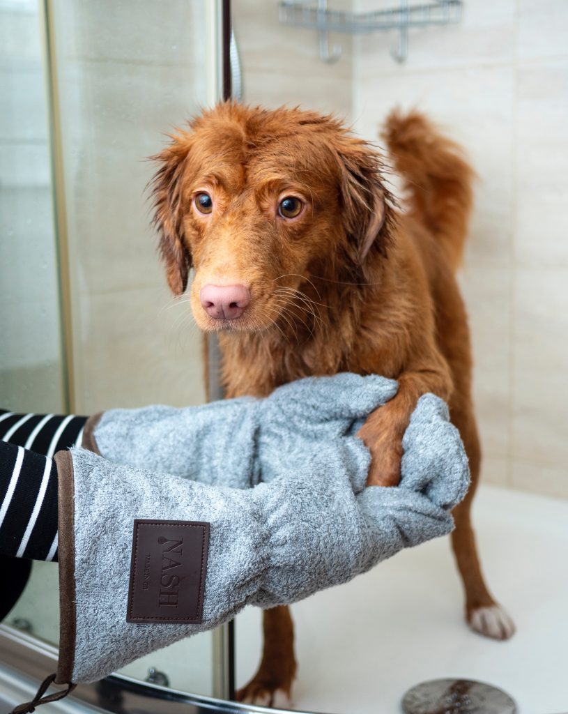 Mastering Dog Coat Maintenance: From Brushing to Deshedding