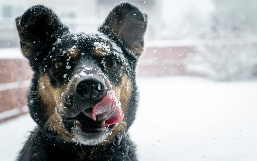 Emergency Planning and Post-Storm Recovery With Your Dog