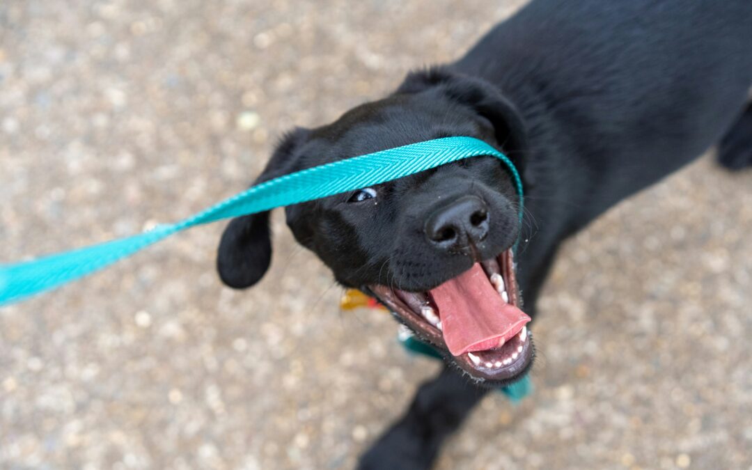 Turning Walks into Calm, Structured Adventures