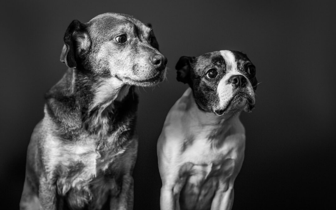 Knowing When Your Senior Dog Needs More Support